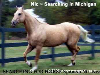 SEARCHING FOR HORSE Spanish Nic, Near Howell, MI, 00000